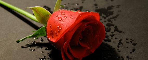 Weekly wallpaper happy valentines another red rose