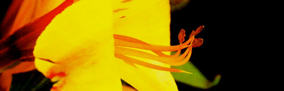Weekly wallpaper happy valentines yellow flower