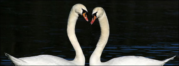 Weekly wallpaper valentines swan