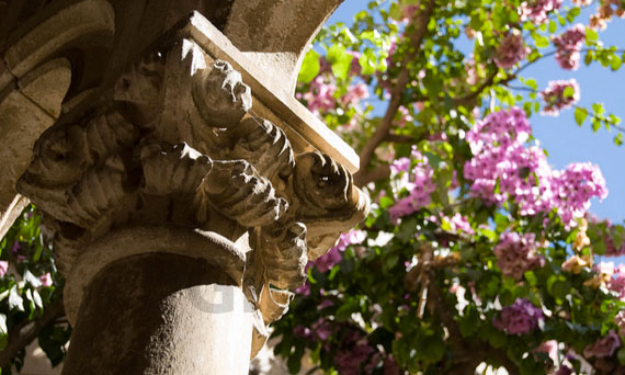 Dubrovnik flowers in monastery